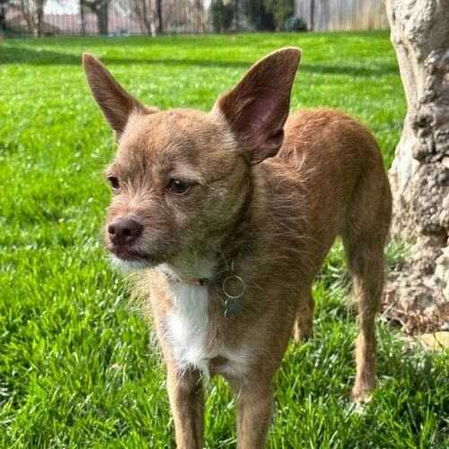 Small senior Chihuahua mix standing alert on grass in a backyard during in-home dog training in Charlotte, NC