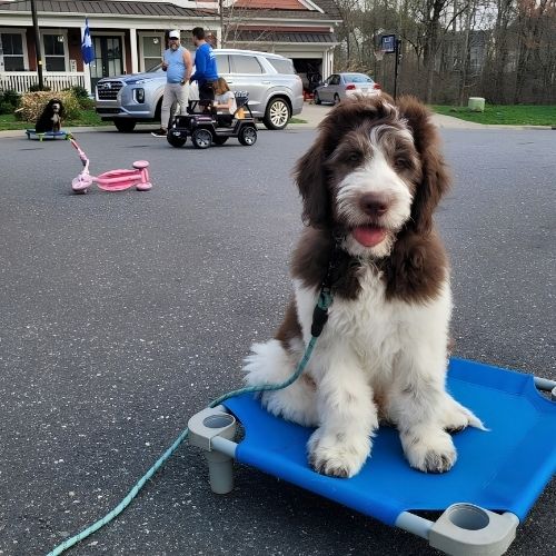 Dog Owner's Academy trainer working with two family dogs and their owner in a Charlotte neighborhood.