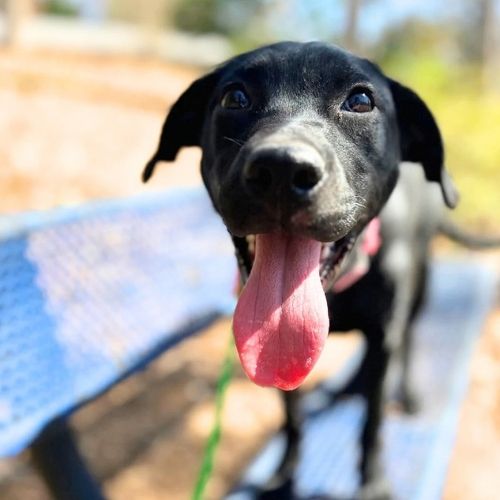 Black dog panting happily on a bench outdoors during in-home dog training in Charlotte, NC