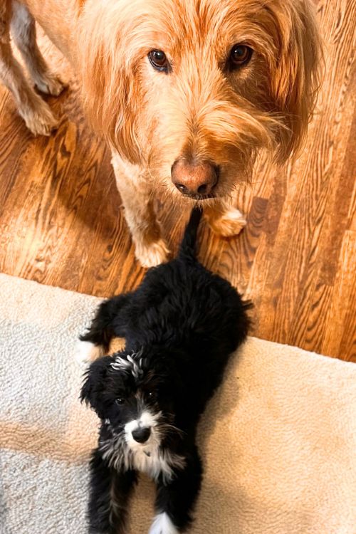 Adult dog and puppy socializing together during in-home dog training in Charlotte, NC