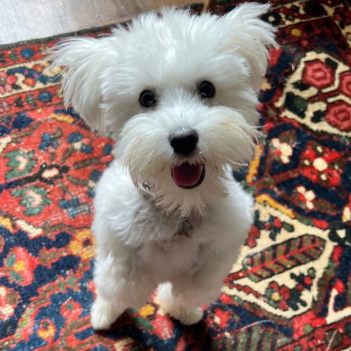 White fluffy puppy standing on hind legs for in-home puppy training in Charlotte, NC