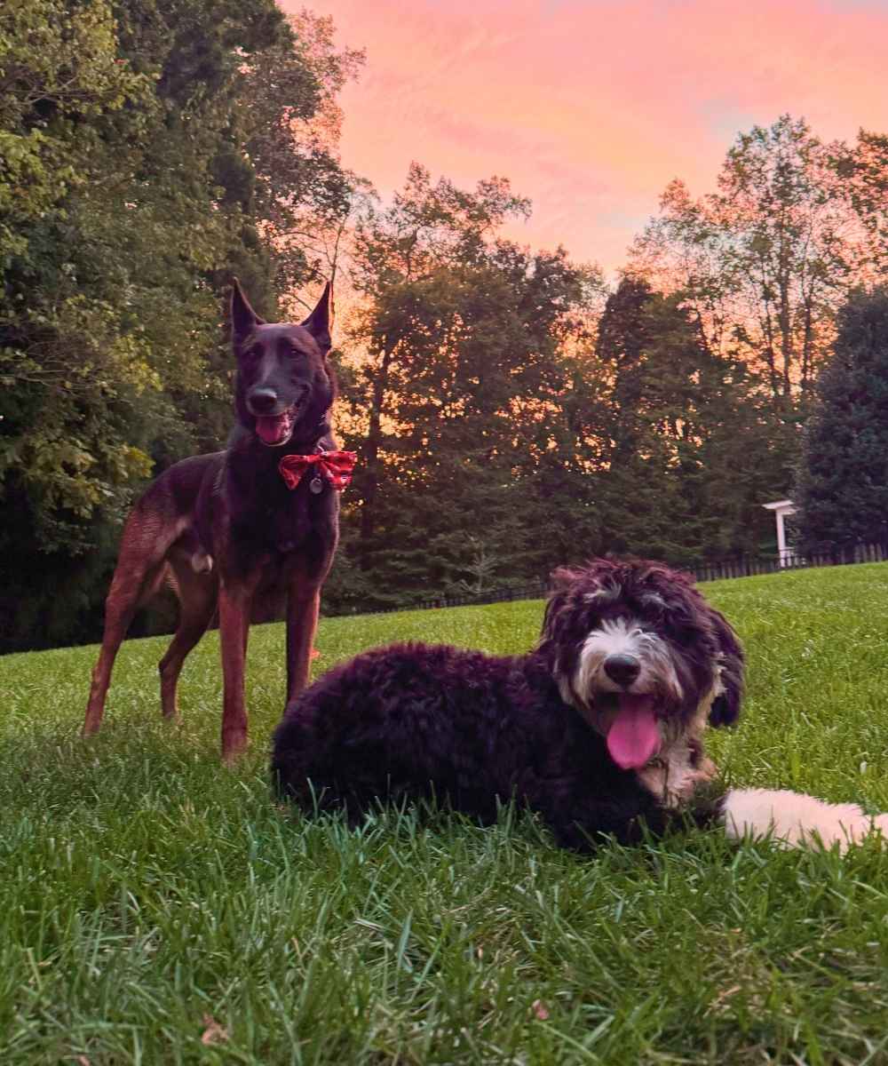 Two calm dogs relaxing on a backyard lawn at sunset, one in a red bow tie and one with a curly black and white coat after a training session to stop digging